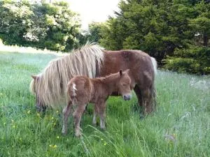 Cosy cabin for two - Zelah
