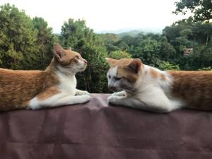 Greenleas, Cottage, Swimming Pool and Log Fire