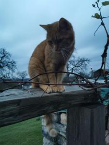 Gemütlichkeit am Vierkanthof - Apartment 2