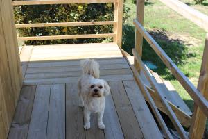 Appartements Tiny house dans jardin arbore : photos des chambres