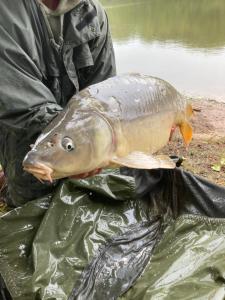 Appartements Forest Lake views and fishing : photos des chambres