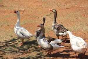 De Stallen Guest Villas and Golf Course