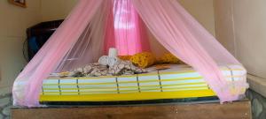 Sumatra Cheeky Monkeys