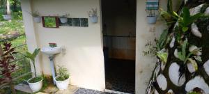 Sumatra Cheeky Monkeys