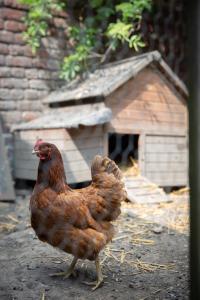 Sejours chez l'habitant Maison du jardin botanique : photos des chambres