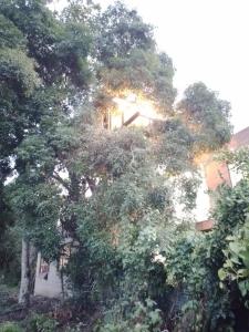 la casita del arbol guaduas cundi.