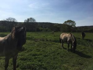 Maisons de vacances Belle demeure Normande dans son ecrin de verdure. : photos des chambres