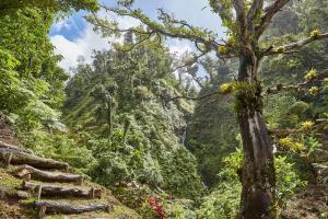 Bell Hall Road, Douglas Bay Cabrits National Park, Portsmouth, Dominica.