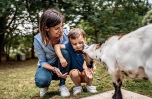 Campings Camping de l'Orangerie de Lanniron : photos des chambres