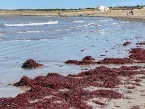 Appartements Appartement et cour St Jean de Monts +parking : photos des chambres