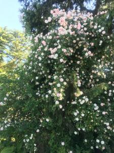 EL PARAISO DEL DESCANSO