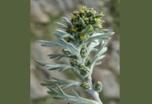 Genepy Cervinia apartment Vda Vacanze in Vetta CIR 0252