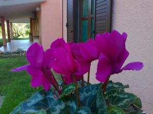 Hotel Su Giudeu img24