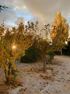 Cabañas Cortijo el Helao