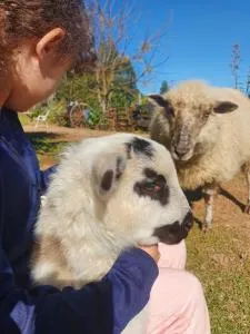 Chácara paraíso dá paz - Nova Palmira