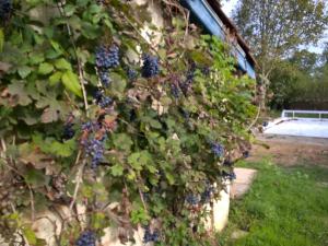 Maisons de vacances Nicely renovated wine-grower house : photos des chambres