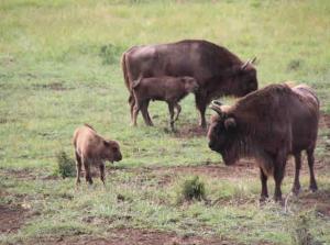 Greolières: Superbe Studio avec vue montagne