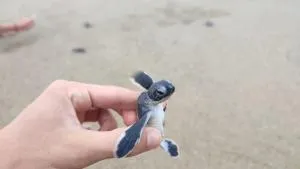 Adventure Turtle Homestay Meru Betiri - Sarungan