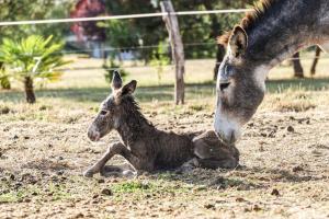 Maisons de vacances Gite ferme equestre avec piscine : photos des chambres