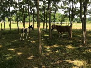 Maisons de vacances Gite ferme equestre avec piscine : photos des chambres