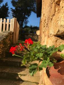 Maisons de vacances La Petite Maison : photos des chambres