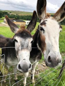 New Hill Farm Shawforth