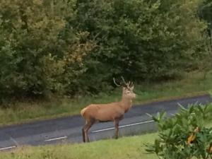 Appartements Appartement Confortable avec Acces Facile, Proche Ski et Randonnee - FR-1-589-137 : Appartement