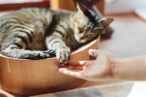 Cat Spa & Cat Ryokan by Neco Republic Osaka