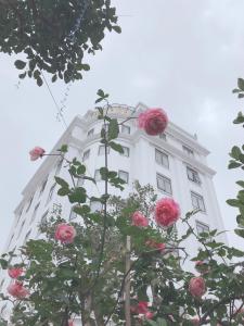 Lotus Hotel & Apartment