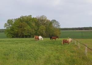 Maisons de vacances Les pres du petit Morlu - proche Beauval : photos des chambres