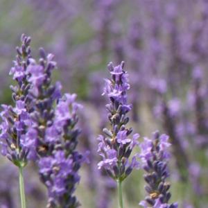 Kyukamura Oku-Daisen