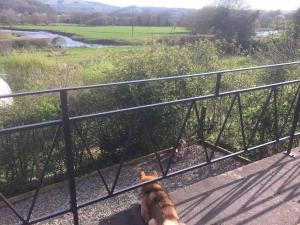 Riverside Chalet in heart of Lampeter, West Wales