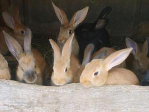 Gîte spacieux et confortable au Val dAjol, à proximité de Plombières-les-Bains, animaux de ferme ! - FR-1-589-139