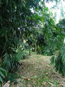 Jardin Botanico Bellavista