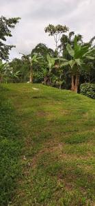 Jardin Botanico Bellavista