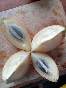 Jardin Botanico Bellavista