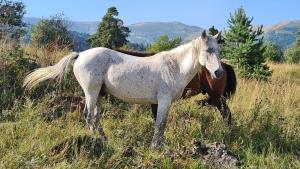 TRIDE Bakuriani - Apartment 60