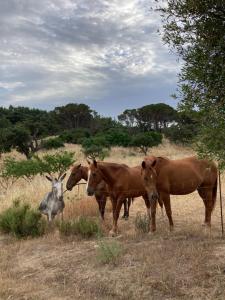 Agriturismo Is Conchisceddas img45