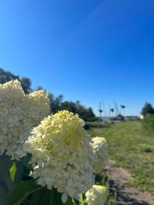 Pension Martens - Carla