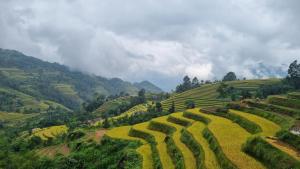 Riz dOr Ermitage - Hoang Su Phi