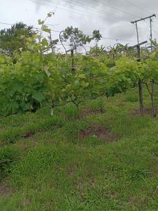 Recanto das Videiras