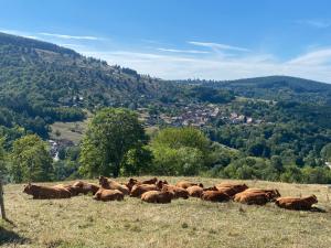 Chalets Le Paradis de Verdure : photos des chambres