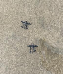 El Reinas by Sugars Monkey