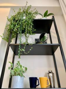 Flat Apart America Campos