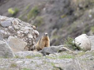 Studio 4 pers - SkiRandonnées à pied - Balcon Sud - FR-1-393-141