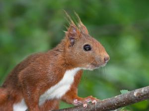 Spacieux 4 pièces rénové au centre de Font-Romeu - FR-1-580-28
