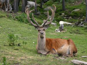 Appartement 3P 6 Pers. Rez-de-chaussée Exposé Sud - FR-1-580-32