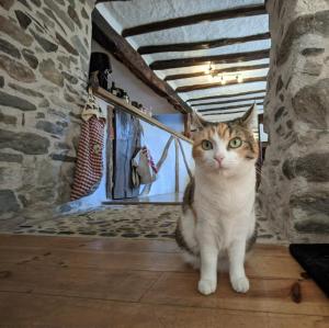B&B / Chambres d'hotes Les Chatougoulis : photos des chambres