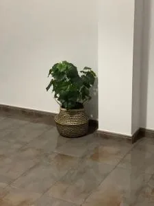 Seifía 2A - 伊兹奎尔多