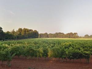 Appartements Le Lavandou : T2 avec 4 couchages, terrasse, parking en option, animaux admis - FR-1-251-212 : Appartement (4 Adultes)